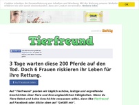 Bild zum Artikel: 3 Tage warten diese 200 Pferde auf den Tod. Doch 6 Frauen riskieren ihr Leben für ihre Rettung.