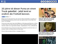 Bild zum Artikel: 20 Jahre ist dieser Puma an einen Truck gekettet - Jetzt lernt er endlich die Freiheit kennen.