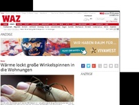 Bild zum Artikel: Wärme lockt große Winkelspinnen in die Wohnungen