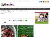 Bild zum Artikel: ACHTUNG: Giftige Vampire-Marienkäfer machen Hundehaltern Angst