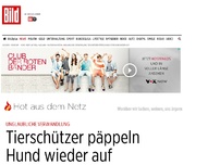 Bild zum Artikel: Krasse Verwandlung - Tierschützer päppeln Hund wieder auf