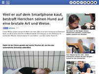 Bild zum Artikel: Weil er auf dem Smartphone kaut, bestraft Herrchen seinen Hund auf eine brutale Art und Weise.