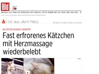 Bild zum Artikel: Familie gab nicht auf - Fast erfrorenes Kätzchen wiederbelebt