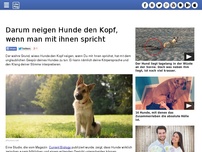 Bild zum Artikel: Darum neigen Hunde den Kopf, wenn man mit ihnen spricht