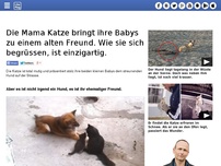 Bild zum Artikel: Die Mama Katze bringt ihre Babys zu einem alten Freund. Wie sie sich begrüssen, ist einzigartig.