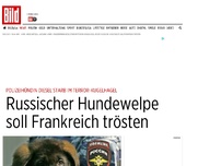 Bild zum Artikel: Polizeihund starb bei Terror - Russischer Hundewelpe soll Frankreich trösten