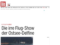 Bild zum Artikel: Flip, flip, hurra! - Die irre Flug-Show der Ostsee-Delfine