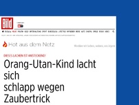 Bild zum Artikel: Wegen Zaubertrick - Orang-Utan-Kind lacht sich schlapp