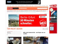 Bild zum Artikel: Tier macht Sachen: Orang-Utan sieht Zaubertrick - und kippt um vor Lachen