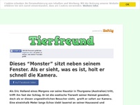 Bild zum Artikel: Dieses “Monster” sitzt neben seinem Fenster. Als er sieht, was es ist, holt er schnell die Kamera.