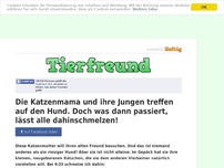 Bild zum Artikel: Die Katzenmama und ihre Jungen treffen auf den Hund. Doch was dann passiert, lässt alle...