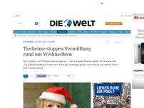 Bild zum Artikel: Zu viel geht schief: Tierheime stoppen Vermittlung rund um Weihnachten