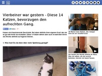 Bild zum Artikel: Vierbeiner war gestern - Diese 14 Katzen, bevorzugen den aufrechten Gang.