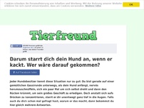 Bild zum Artikel: Darum starrt dich dein Hund an, wenn er kackt. Wer wäre darauf gekommen?