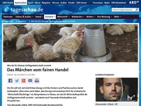 Bild zum Artikel: Wie die EU Ghanas Geflügelwirtschaft zerstört