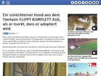Bild zum Artikel: Ein schüchterner Hund aus dem Tierheim FLIPPT KOMPLETT AUS, als er merkt, dass er adoptiert wird.