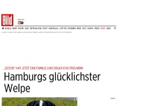 Bild zum Artikel: Neue Freundin und Familie - Hamburgs glücklichster Welpe