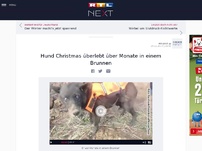 Bild zum Artikel: Hund Christmas überlebt über Monate in einem Brunnen