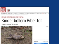 Bild zum Artikel: Trommelfell zerfetzt - Kinder böllern Biber tot