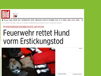 Bild zum Artikel: Im Feuer gefangen - Feuerwehr rettet Hund vorm Erstickungstod