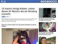 Bild zum Artikel: 15 massiv riesige Katzen, neben denen ihr Mensch wie ein Winzling aussieht.