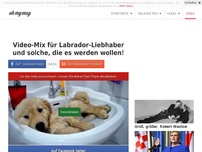 Bild zum Artikel: Video-Mix für Labrador-Liebhaber und solche, die es werden wollen!