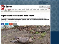Bild zum Artikel: Tierquälerei in Brandenburg: Jugendliche töten Biber mit Böllern
