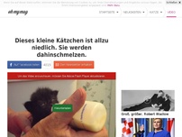 Bild zum Artikel: Dieses kleine Kätzchen ist allzu niedlich. Sie werden dahinschmelzen.