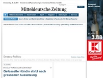 Bild zum Artikel: Dessauer Tierheim sucht nach Besitzer - Gefesselte Hündin stirbt nach grausamer Aussetzung