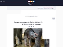 Bild zum Artikel: Überaschungsbaby in Berlin: Kleiner Elefant wird in Silvesternacht geboren