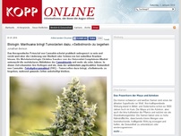 Bild zum Artikel: Biologin: Marihuana bringt Tumorzellen dazu, »Selbstmord« zu begehen (Natürliches Heilen)