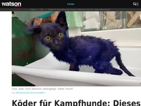 Bild zum Artikel: Köder für Kampfhunde: Dieses Kätzchen ist der Hölle entkommen