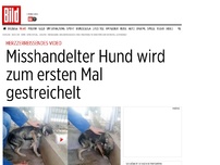 Bild zum Artikel: Herzzerreißend! - Misshandelter Hund wird erstmals gestreichelt
