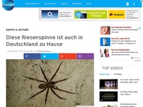 Bild zum Artikel: Diese Riesenspinne ist auch in Deutschland zu Hause