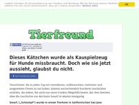 Bild zum Artikel: Dieses Kätzchen wurde als Kauspielzeug für Hunde missbraucht. Doch das war nicht das Ende ihres...