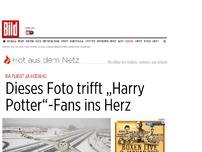 Bild zum Artikel: Da fliegt ja Hedwig! - Dieses Foto trifft „Harry Potter“-Fans ins Herz