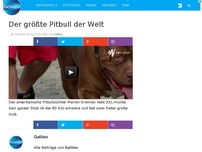 Bild zum Artikel: Hulk ist der größte Pitbull der Welt