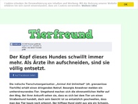 Bild zum Artikel: Der Kopf dieses Hundes schwillt immer mehr. Als Ärzte ihn aufschneiden, sind sie völlig entsetzt.