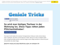 Bild zum Artikel: So wird man lästiges Tierhaar in der Wohnung los. Diese Tipps retten jeden Pfötchenliebhaber!