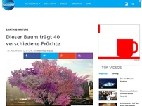 Bild zum Artikel: Dieser Baum trägt Kirschen, Mandarinen, Aprikosen und noch 37 weitere Früchte