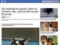 Bild zum Artikel: Sie verbringt ihr ganzes Leben im Tierheim. Nur, weil sie DAS auf der Brust hat.