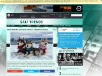 Bild zum Artikel: Neue Familie gefunden: Huskys adoptieren die kranke Katze Rosie!