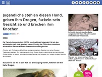 Bild zum Artikel: Jugendliche stehlen diesen Hund, geben ihm Drogen, fackeln sein Gesicht ab und brechen ihm Knochen.