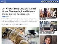 Bild zum Artikel: Der Kaukasische Owtscharka hat früher Bären gejagt und ist eine enorm grosse Hunderasse.