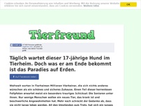 Bild zum Artikel: Täglich wartet dieser 17-jährige Hund im Tierheim. Doch was er am Ende bekommt ist das Paradies...