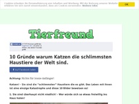 Bild zum Artikel: 10 Gründe warum Katzen die schlimmsten Haustiere der Welt sind.