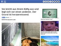 Bild zum Artikel: Sie bricht aus ihrem Käfig aus und legt sich vor einen anderen. Der Grund ist herzzereissend.