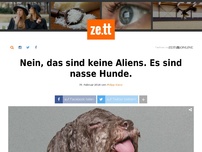 Bild zum Artikel: Nein, das sind keine Aliens. Es sind nasse Hunde.