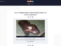 Bild zum Artikel: So ein tollpatschiges Nilpferd-Baby haben Sie noch nie gesehen!