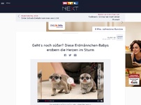 Bild zum Artikel: Geht's noch süßer? Diese Erdmännchen-Babys erobern die Herzen im Sturm